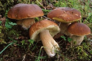 Attivit&#224; di controllo micologico per privati - Stagione  2025